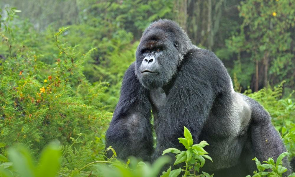 Silverback gorilla trekking Volcanoes