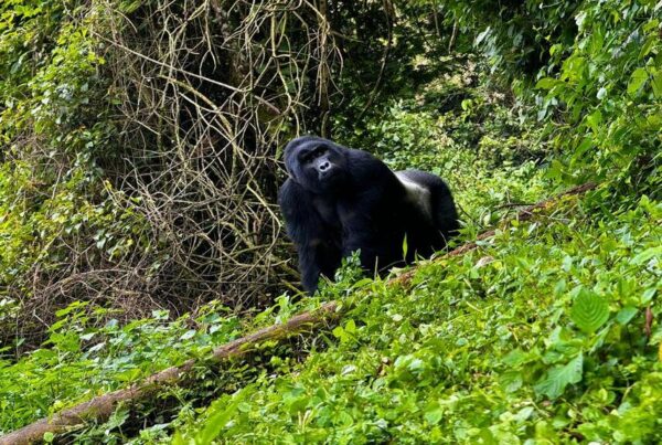 Silverback gorilla trekking in Mgahinga