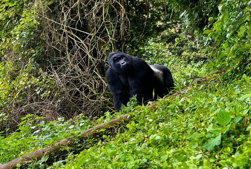 Silverback gorilla trekking in Mgahinga