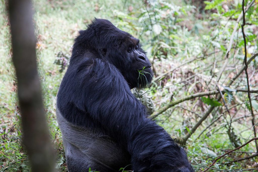 Silverback gorilla trekking in Mgahinga
