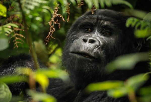 Silverback gorilla trekking in Rwanda