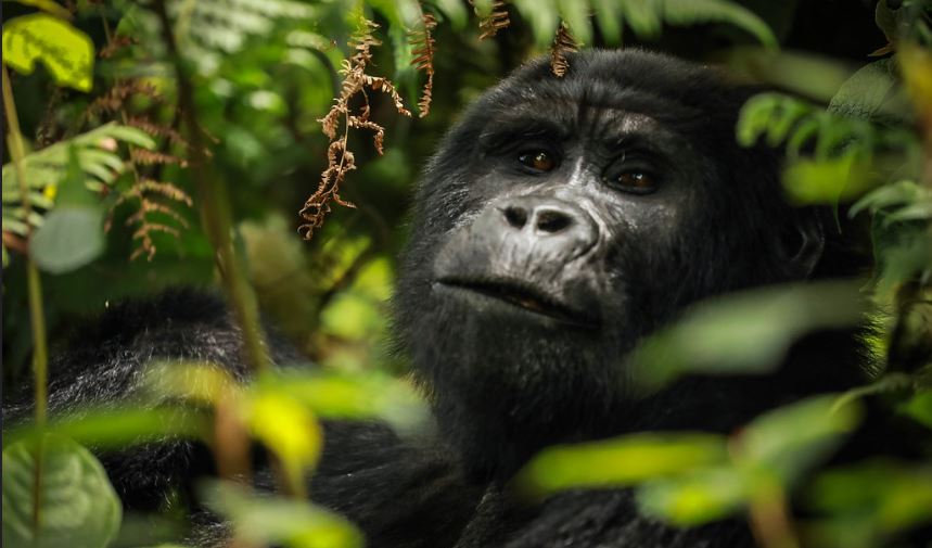 Silverback gorilla trekking in Rwanda