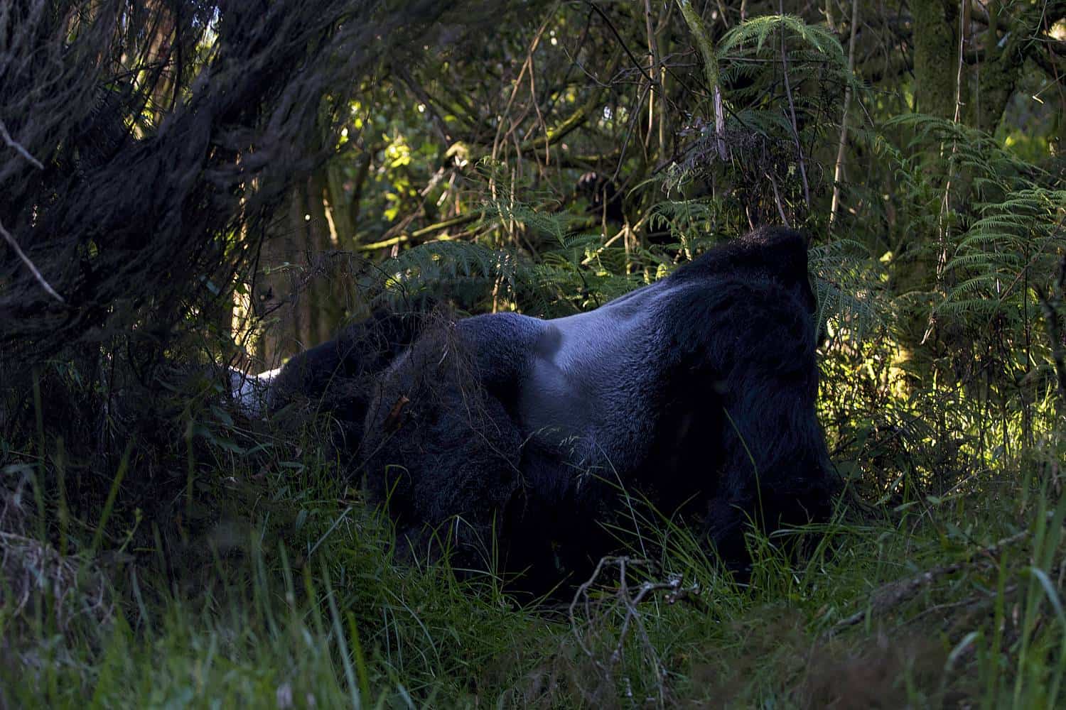 Silverback gorilla trekking in Rwanda
