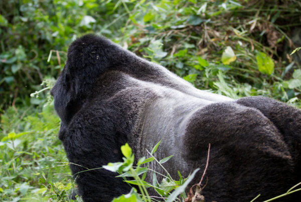 Silverback gorilla trekking in Uganda