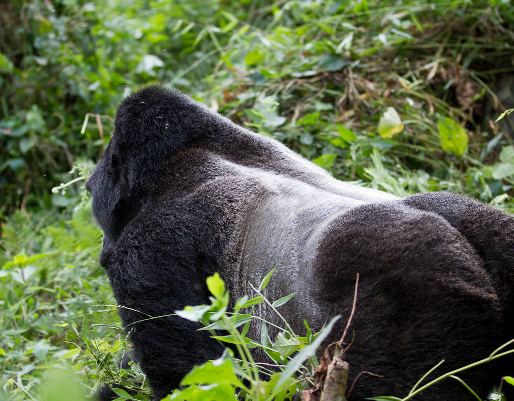 Silverback gorilla trekking in Uganda