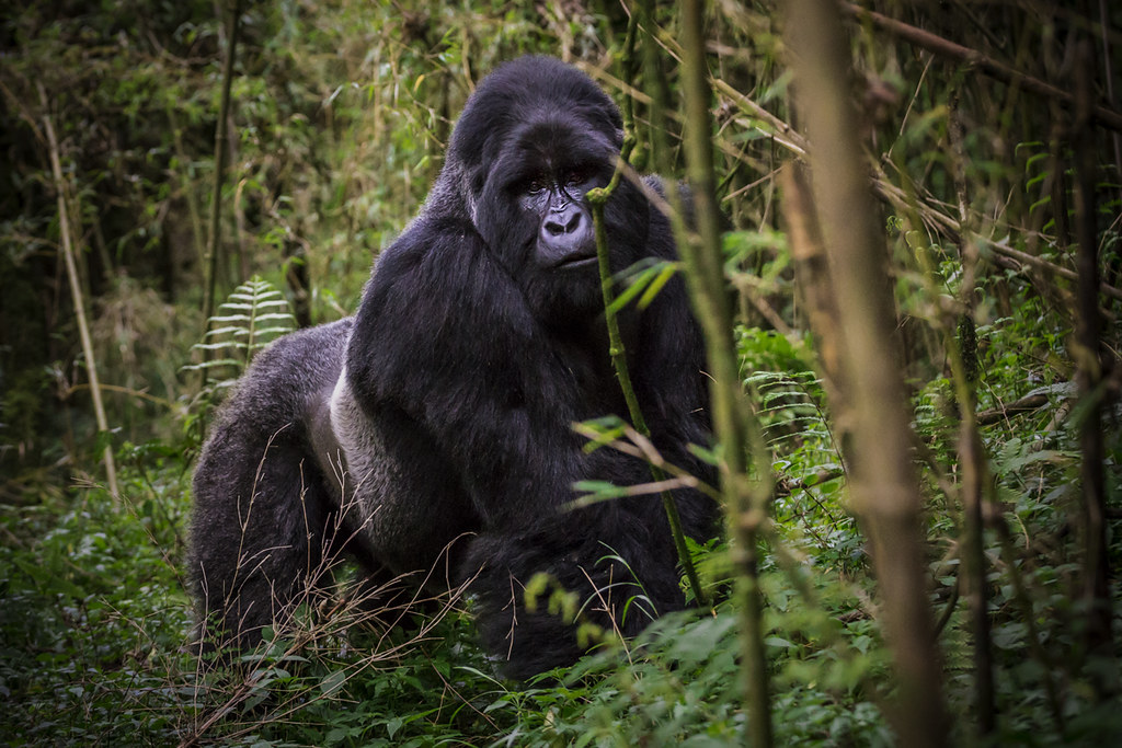 Silverback gorilla trekking in Uganda