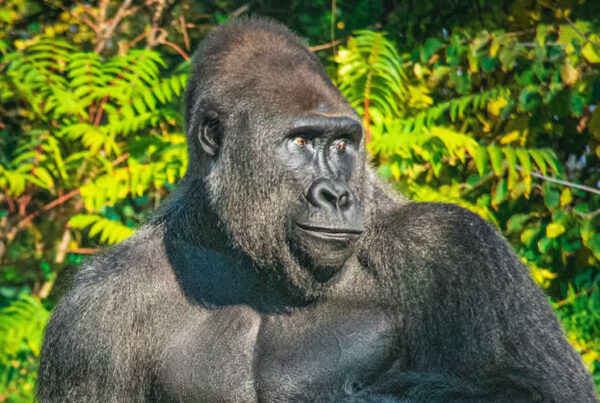 Silverback gorilla trekking in Volcanoes