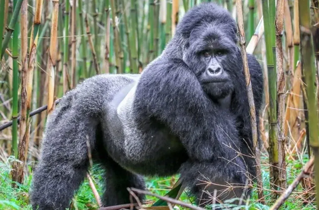 Silverback gorilla trekking in Volcanoes