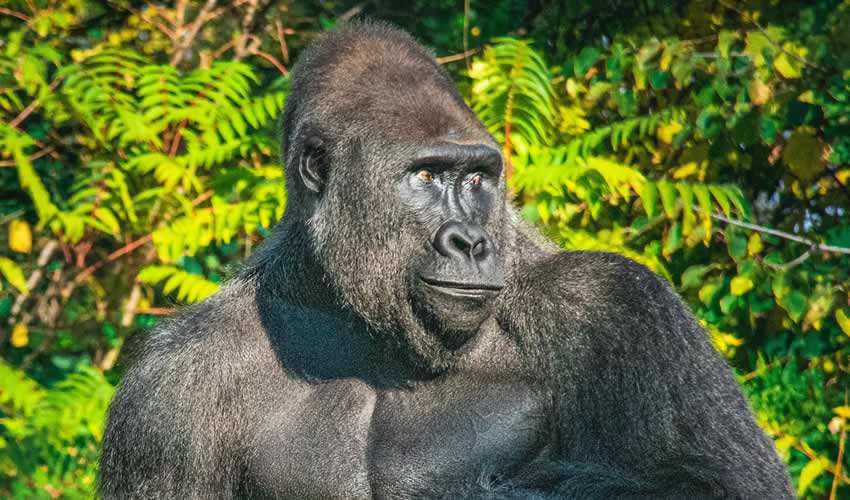 Silverback gorilla trekking in Volcanoes
