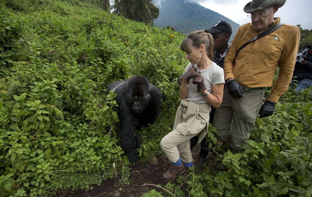 Silverback gorilla trekking Bwindi