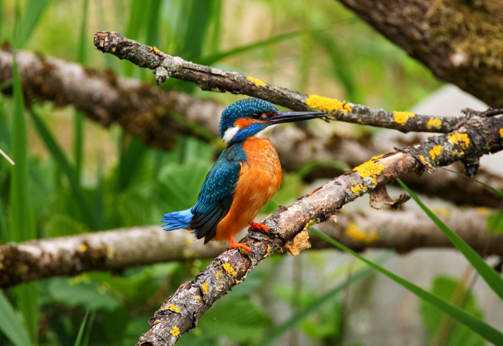Solo Traveler Guide: Mgahinga Gorilla National Park birding safari for luxury travelers