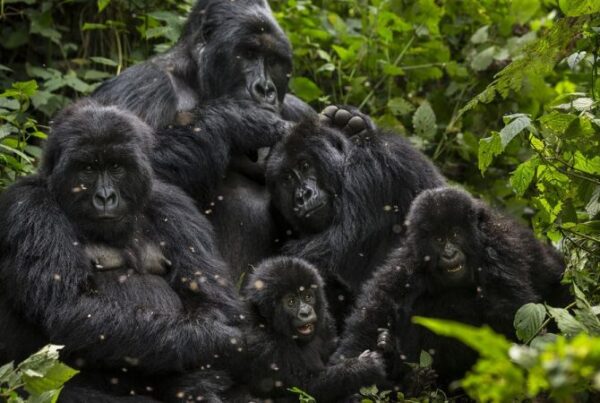The Complete Guide: gorilla trekking at Bwindi Impenetrable Forest in 2025-2026