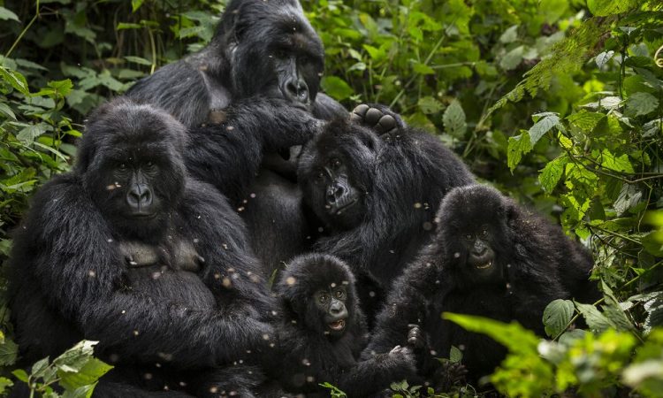 The Complete Guide: gorilla trekking at Bwindi Impenetrable Forest in 2025-2026