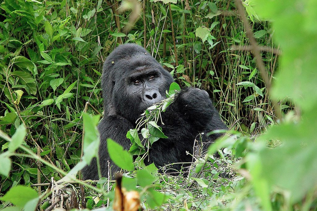 The Complete Guide: gorilla trekking at Bwindi Impenetrable Forest in 2025-2026