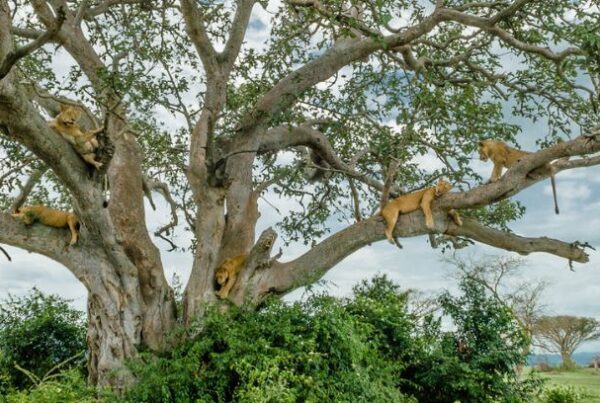 The Ishasha Sector: A Hidden Gem in Queen Elizabeth