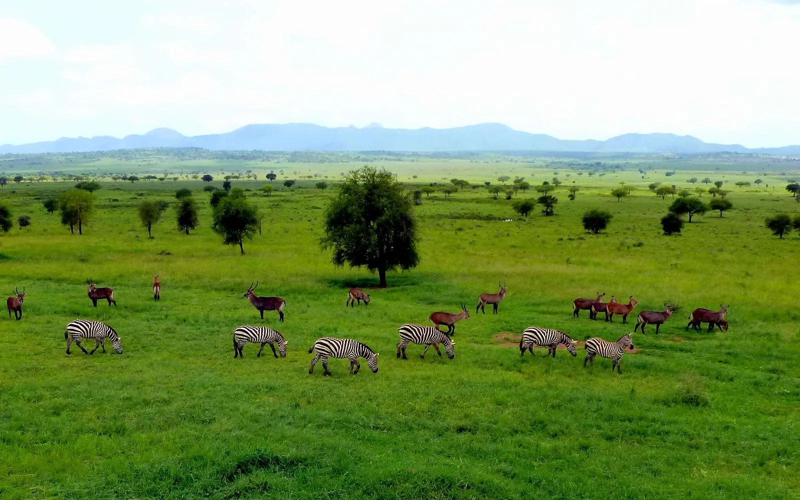 The Narus and Kidepo Valleys: Safari Highlights Explained