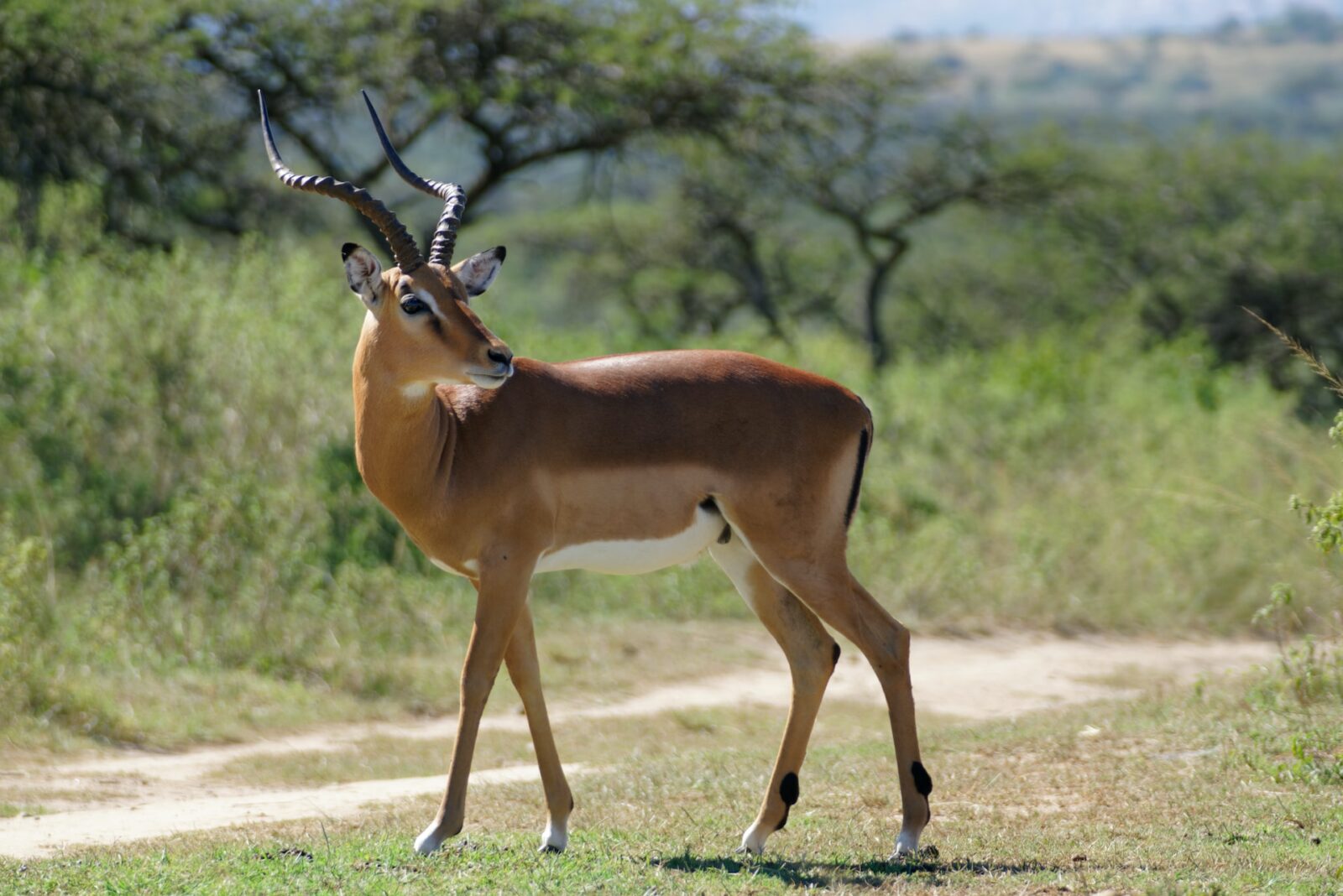 The Toro-Semuliki Wildlife Reserve: What You Need to Know