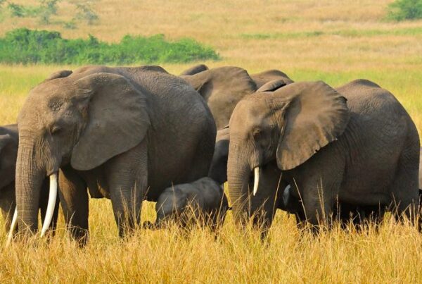Top 10 Animals to See in Queen Elizabeth National Park
