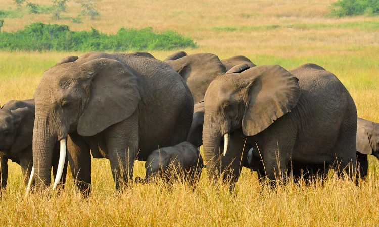 Top 10 Animals to See in Queen Elizabeth National Park