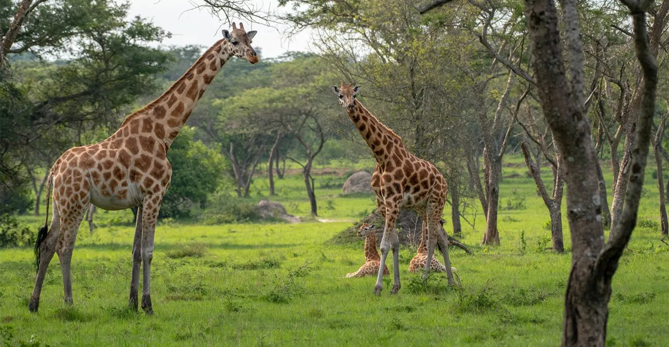 Top Animals to Spot in Lake Mburo National Park
