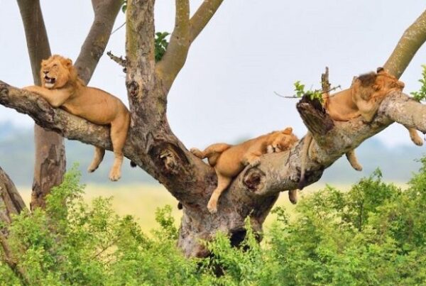 Tree-Climbing Lions of Ishasha: A Unique Safari in Queen Elizabeth