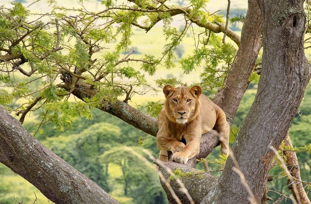Tree-Climbing Lions of Ishasha: A Unique Safari in Queen Elizabeth