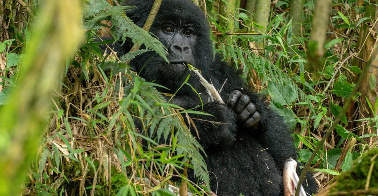 Trek Gorilla