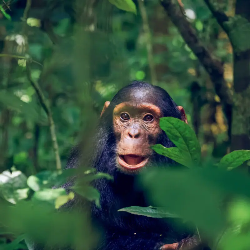 Ultimate Checklist for luxury escape in Kibale National Park for first-time visitors