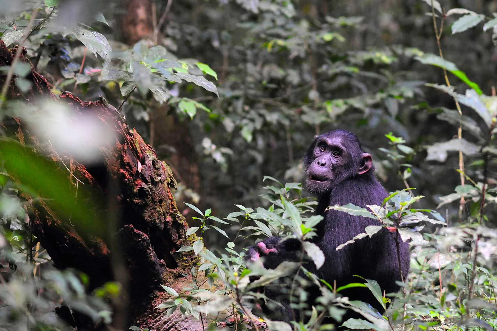 Budongo Forest Day Trip: Ultimate Checklist for luxury travelers