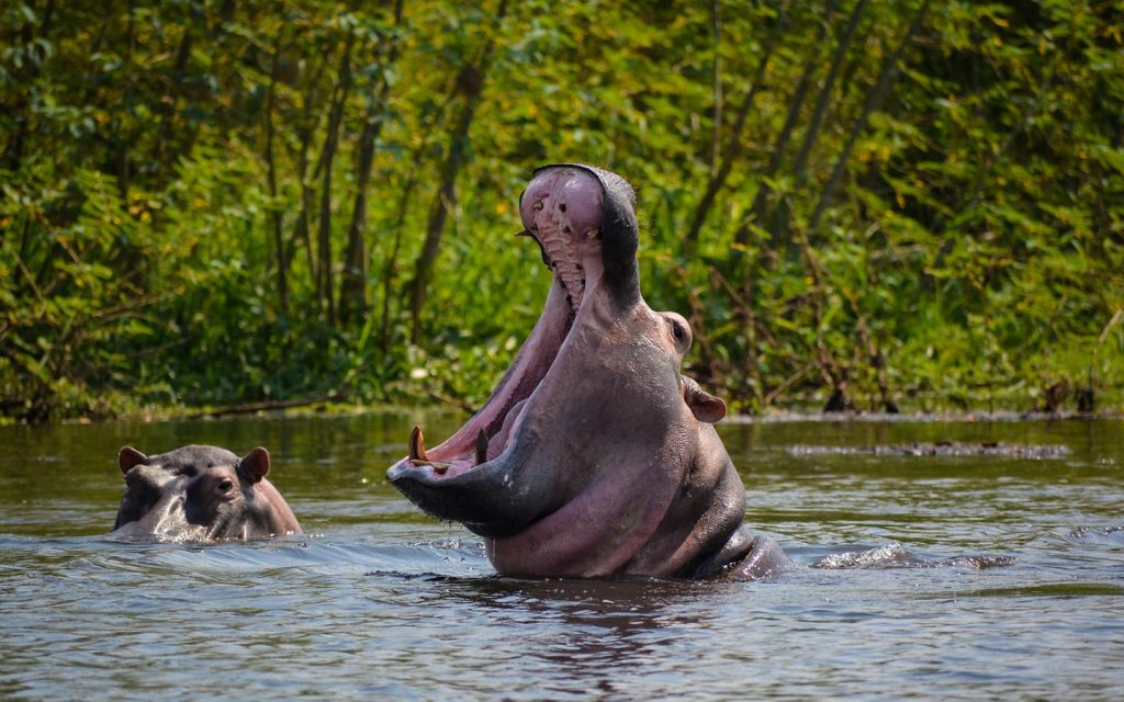 Ultimate Travel Guide to Murchison Falls National Park