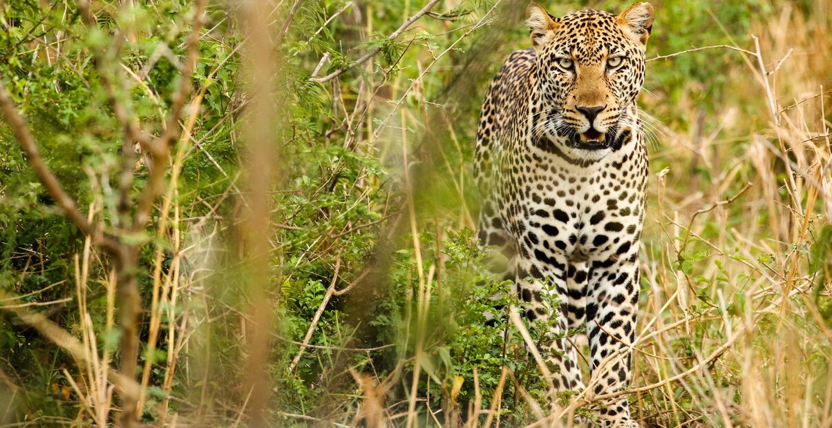 Best Time to Visit Queen Elizabeth for Game Drives 
