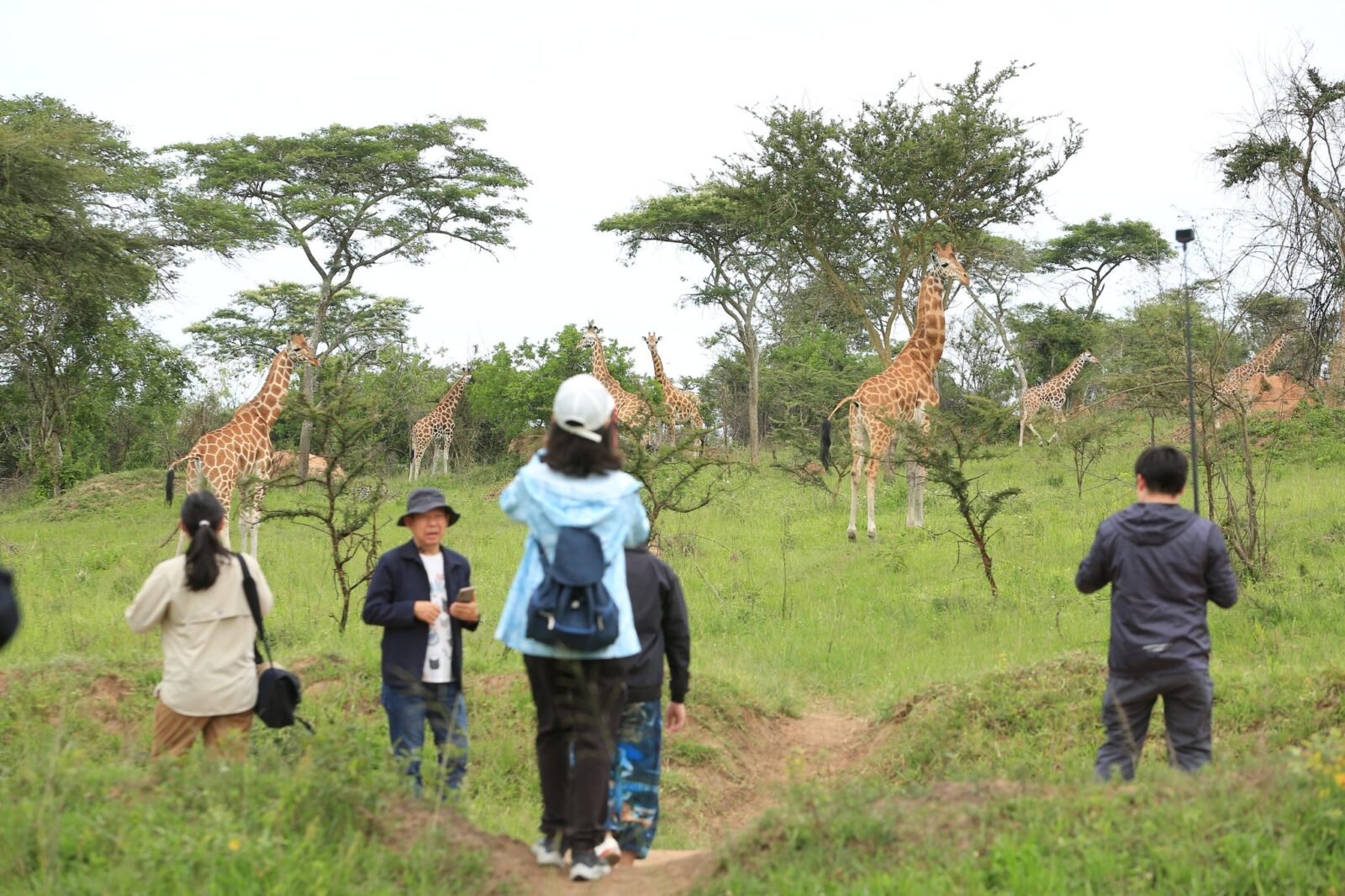 Walking Safaris in Lake Mburo: A Close Encounter with Wildlife