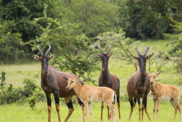 Weekend Getaway to Lake Mburo from Kampala
