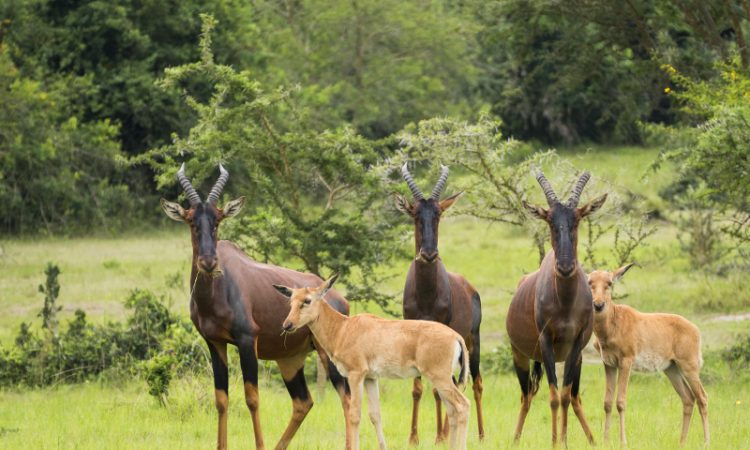 Weekend Getaway to Lake Mburo from Kampala
