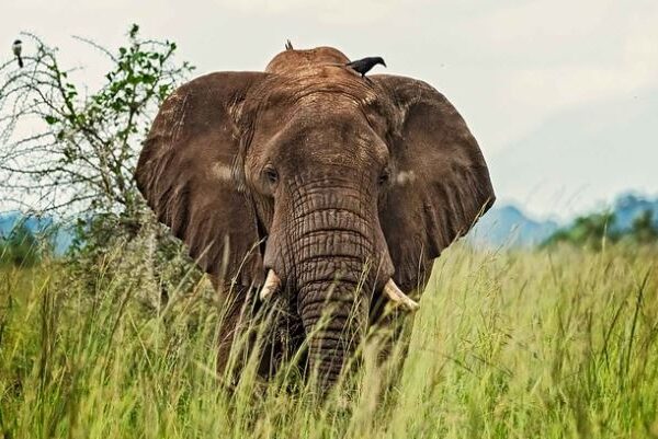 Why Kidepo Valley National Park is Uganda’s Hidden Safari Gem