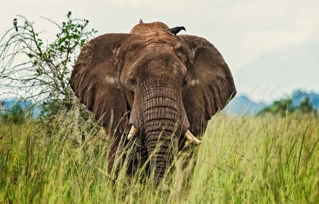 Why Kidepo Valley National Park is Uganda’s Hidden Safari Gem