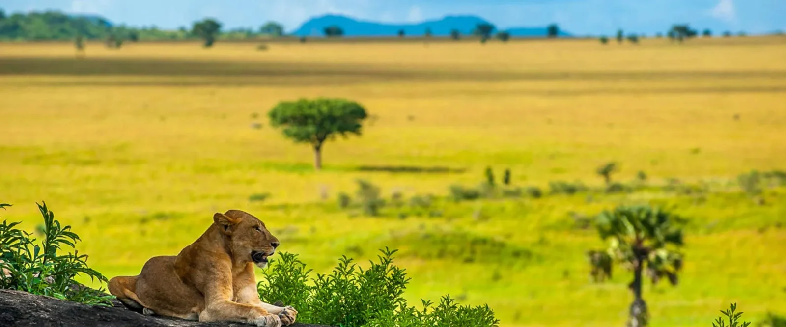 Why Kidepo Valley National Park is Uganda’s Hidden Safari Gem