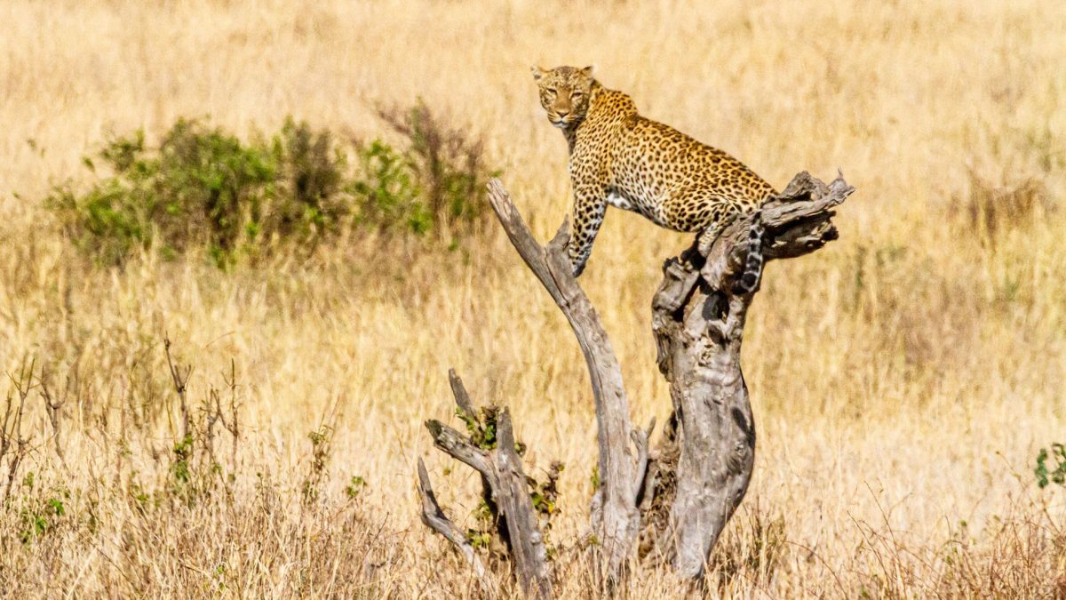Luxury and Adventure: Why Kidepo is a Safari of a Lifetime