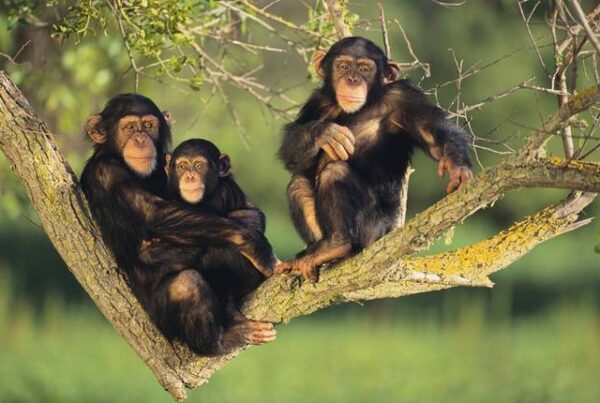 Wildlife Beyond Chimpanzees in Kibale Forest