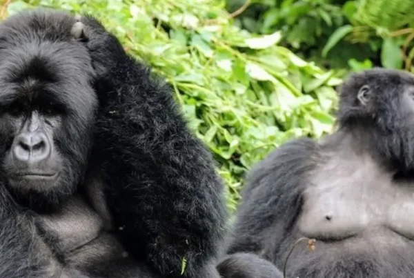 Wildlife Encounters in Mgahinga Beyond Gorillas
