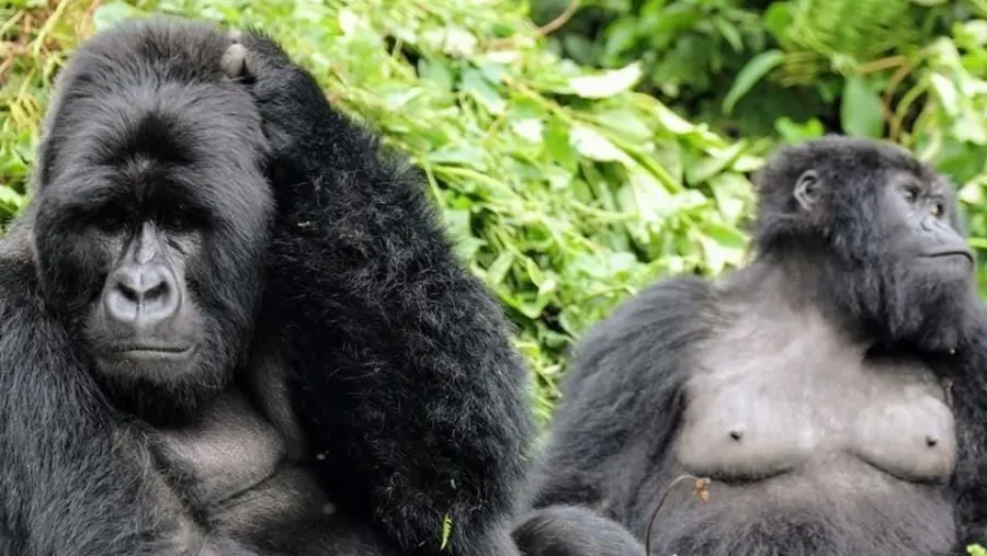 Wildlife Encounters in Mgahinga Beyond Gorillas