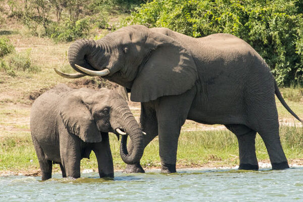 Wildlife Safari on the Nile in Murchison Falls
