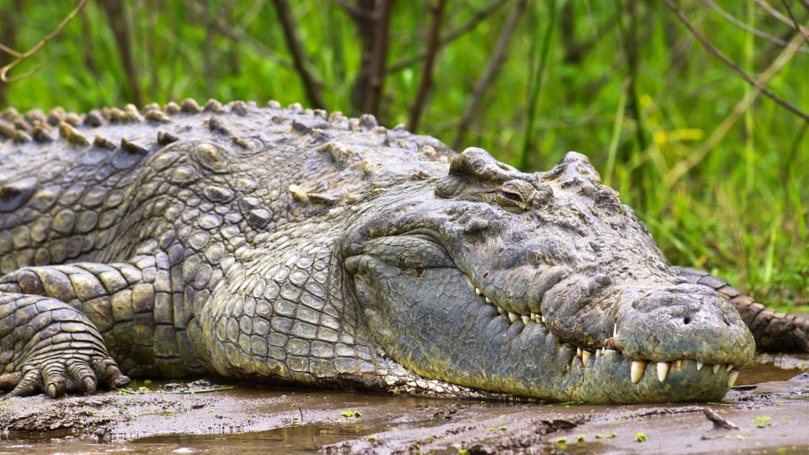 Wildlife Safari on the Nile in Murchison Falls