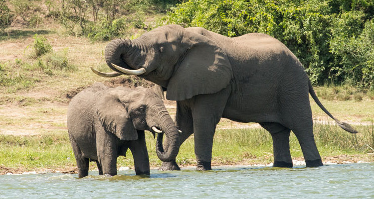 Wildlife Safari on the Nile in Murchison Falls