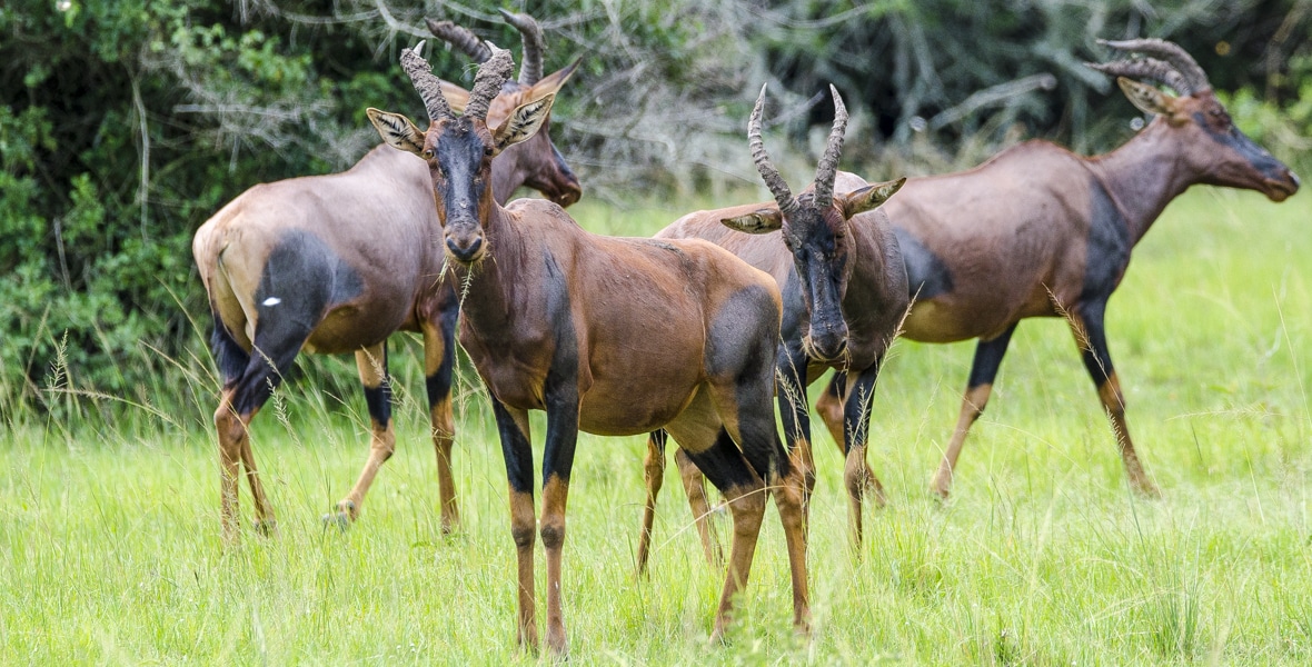 Wildlife and Birding in Mount Elgon National Park