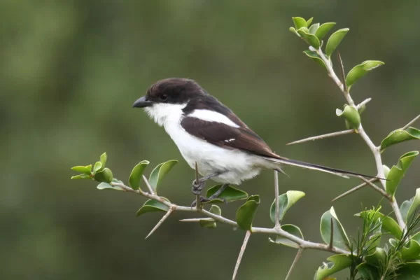 Wildlife and Birding in Mount Elgon National Park