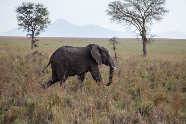 Wildlife of Kidepo: What You’ll See on Safari