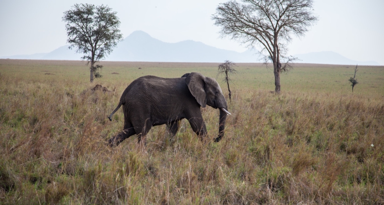 Wildlife of Kidepo: What You’ll See on Safari