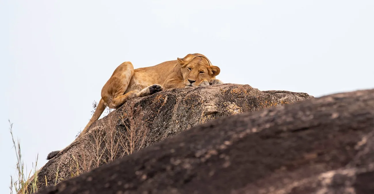 Wildlife of Kidepo: What You’ll See on Safari