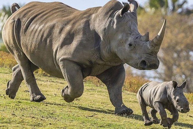 Naming a Rhino: How Uganda’s Unique Conservation Campaign Inspires Connection